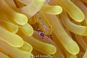 Commensal shrimp in bowed posture by Iyad Suleyman 